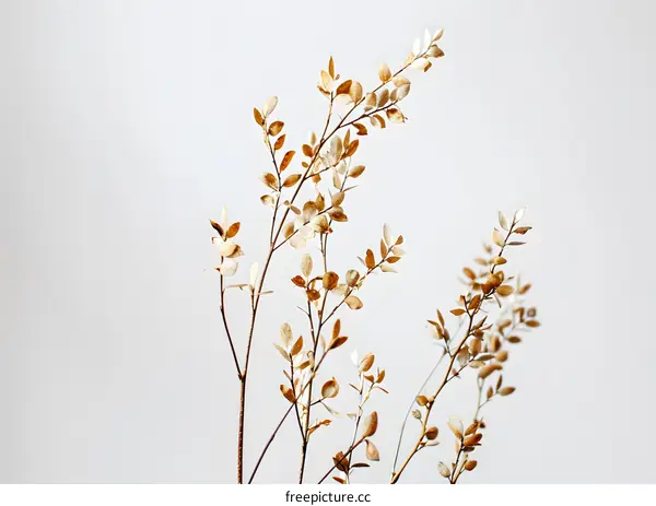 Dried Golden Leaves on a White Background