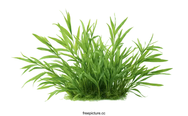 [Transparent Background PNG]Fresh Green Grass Isolated on White Background