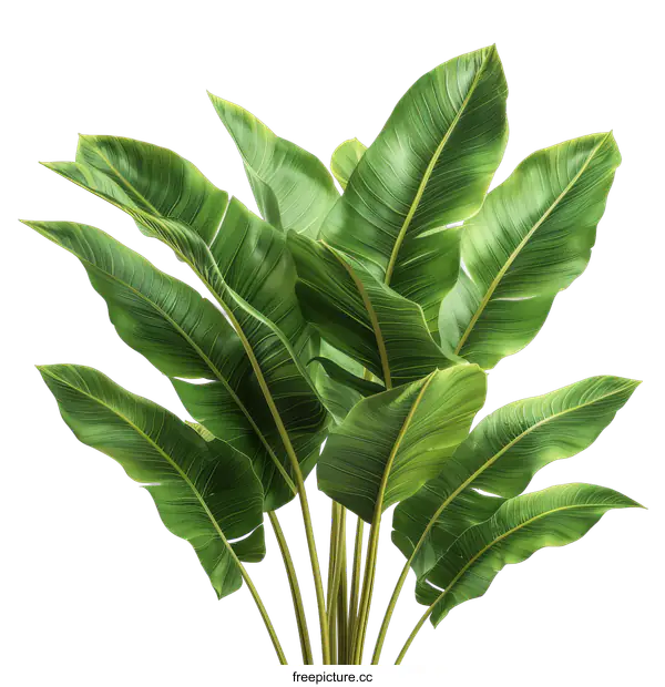 [Transparent Background PNG]Tropical Green Leaves on transparent background