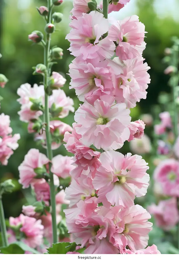 Pink Hollyhock Flowers Blooming in Garden