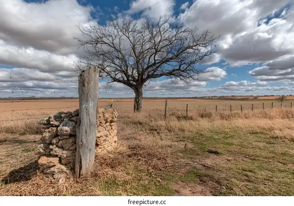 Barbed Wire Fence and Dead Tree in a Field
