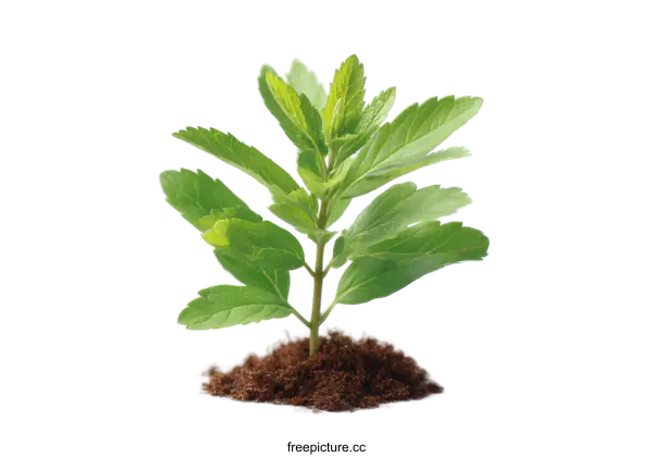[Transparent Background PNG]Young Plant Growing in Soil Against White Background