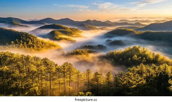 Misty Mountain Sunrise Over Golden Forest
