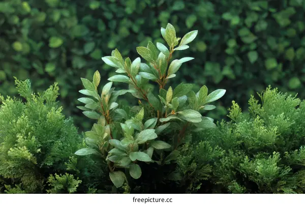 Closeup of Lush Green Plants and Bushes