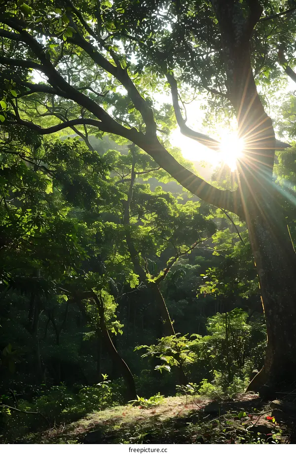 Sunlight Through the Forest Canopy