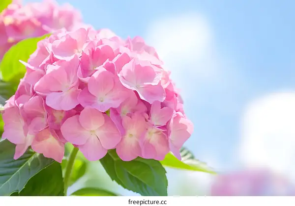 Close Up Pink Hydrangea Flower Against Blue Sky