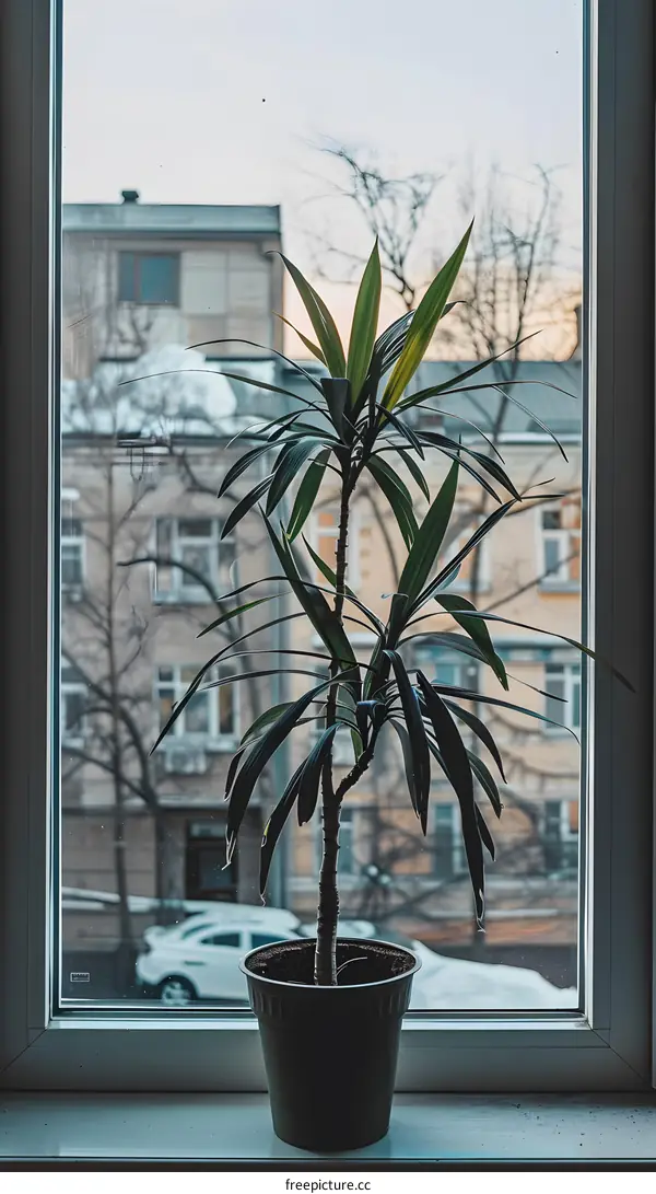 Green Plant in Pot by Window Looking Out at City