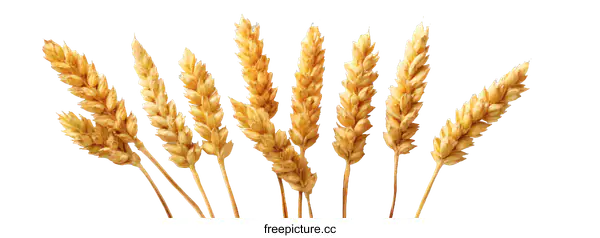 [Transparent Background PNG]Golden Wheat Ears Against a White Background