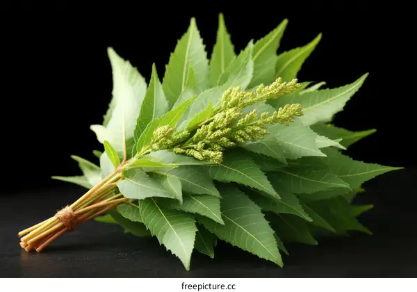 Fresh Green Leaves and Buds Close-up