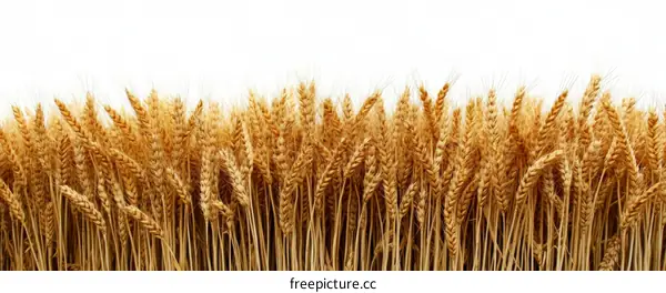 Golden Wheat Field Against White Background
