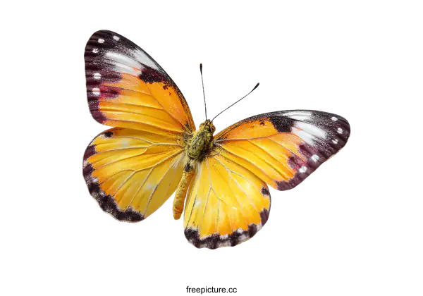 [Transparent Background PNG]Beautiful Yellow Butterfly on White Background