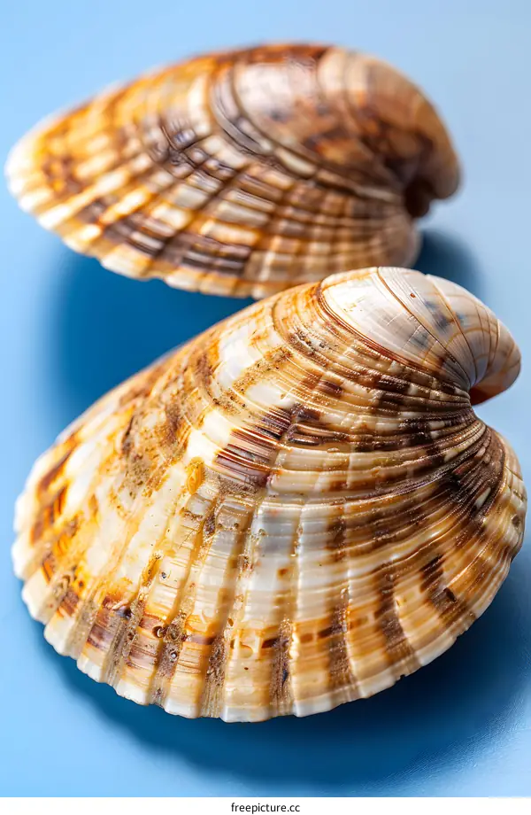 Close-up image of two seashells against a blue background