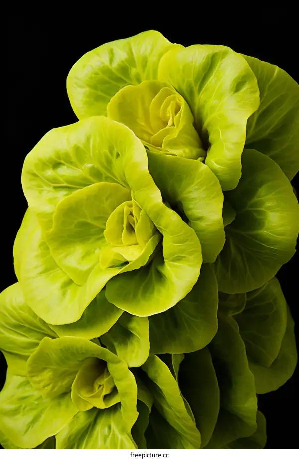 Close-up of Green Lettuce Leaves