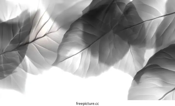 Abstract Black and White Leaf Patterns