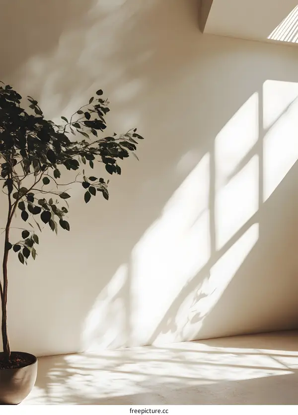 Minimalist White Wall with Plant and Window Light