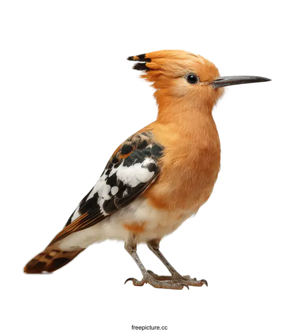 [Transparent Background PNG]Beautiful Hoopoe Bird Portrait