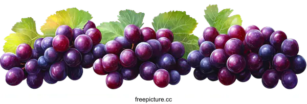 [Transparent Background PNG]Hand-drawn illustration of fresh red grapes