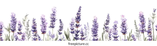 Watercolor Lavender Border Design