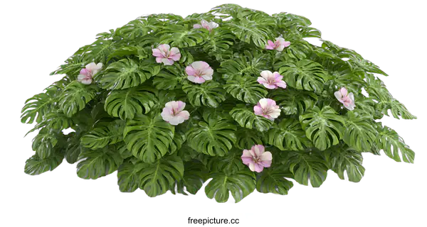 [Transparent Background PNG]Tropical Plant with Pink Flowers on a White Background