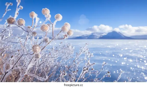 Frozen Winter Plants on a Frozen Lake