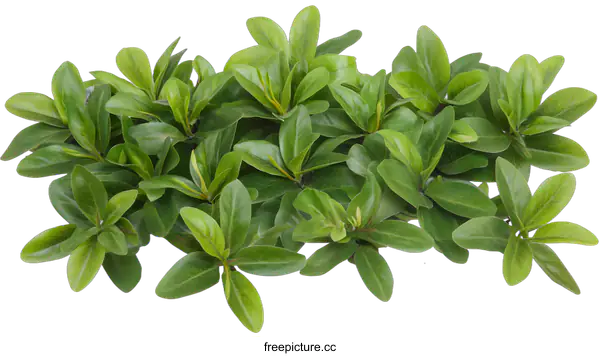 [Transparent Background PNG]Green Bush Leaves Isolated On White Background