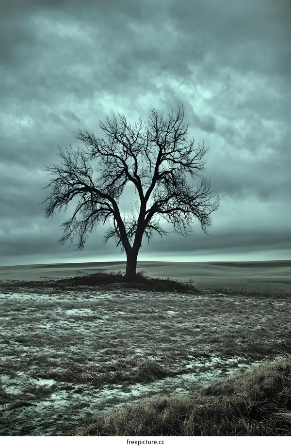 Lonely Tree in a Field Under a Cloudy Sky