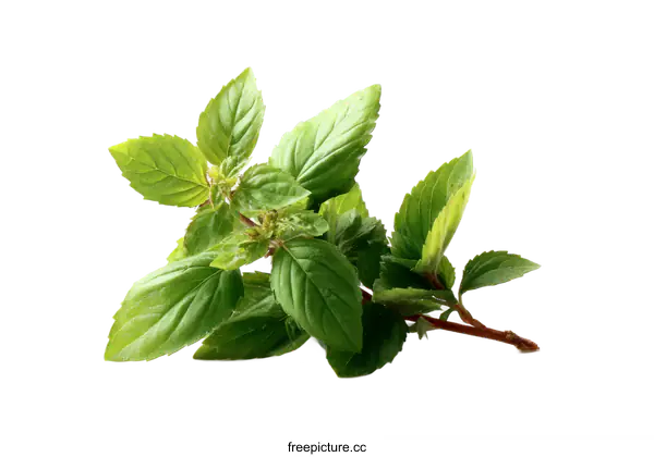 [Transparent Background PNG]Fresh Mint Sprig Close-up Studio Shot