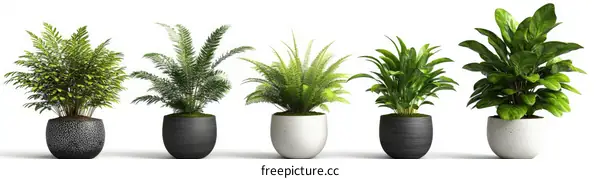 Collection of Decorative Potted Plants