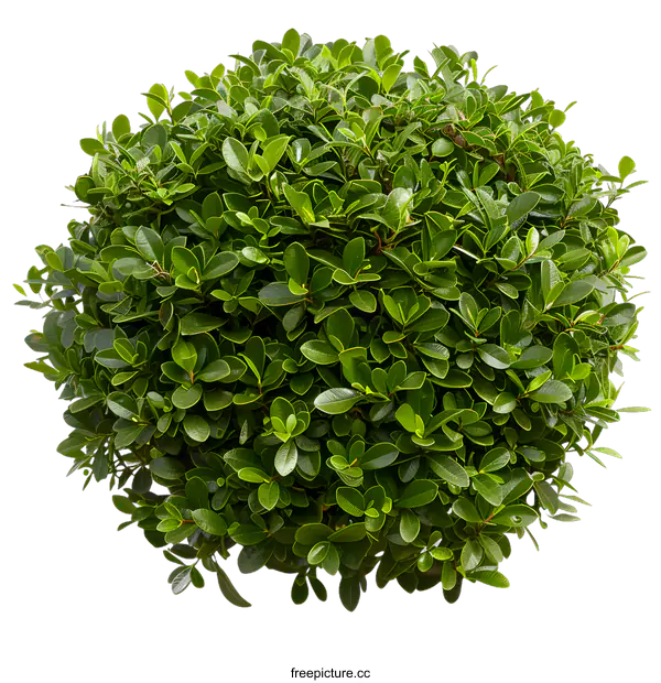 [Transparent Background PNG]Green Bush with White Background Top View