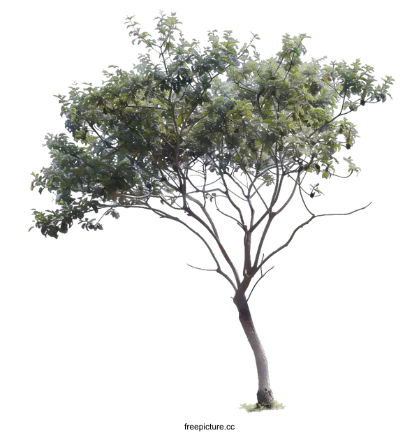 [Transparent Background PNG]Green Tree Isolated on White Background