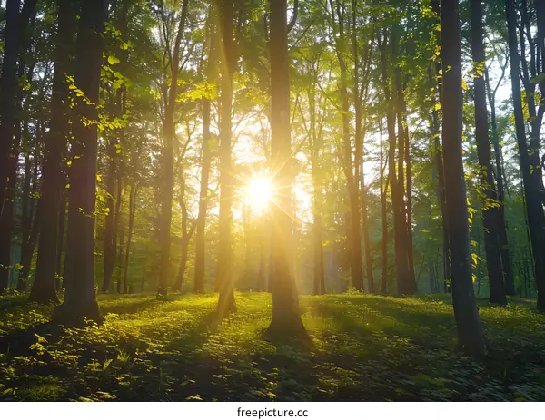 Sunlight Through the Trees in a Forest