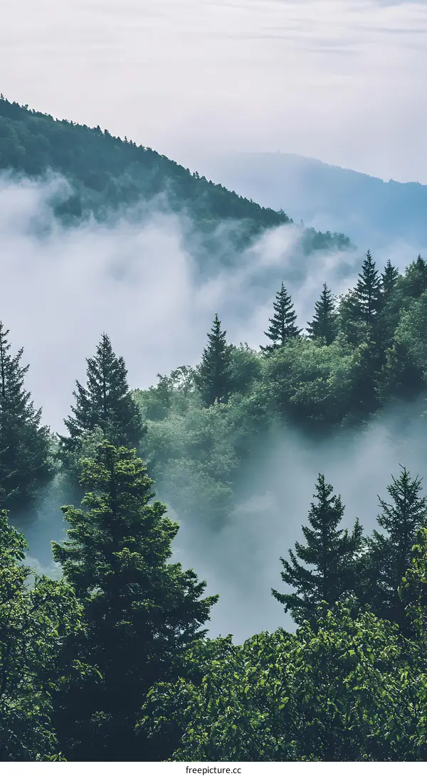 Misty Forest Mountain Landscape