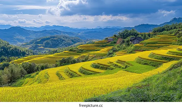 Stunning Terraced Rice Paddies Under a Cloudy Sky