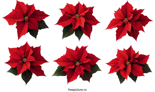 [Transparent Background PNG]Christmas Poinsettia Floral Arrangement