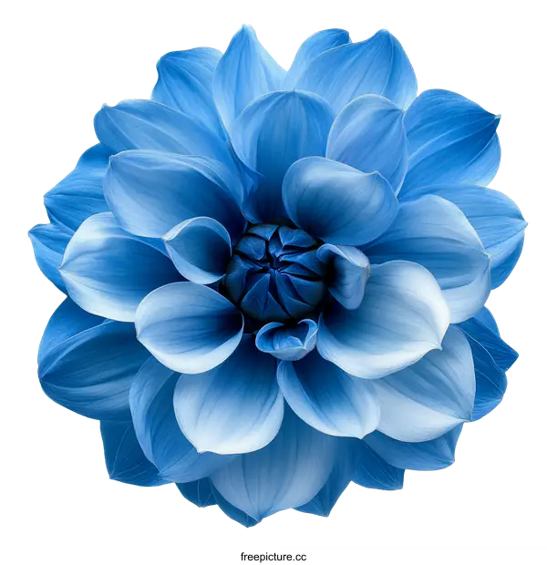 [Transparent Background PNG]Close Up of a Vibrant Blue Dahlia Flower