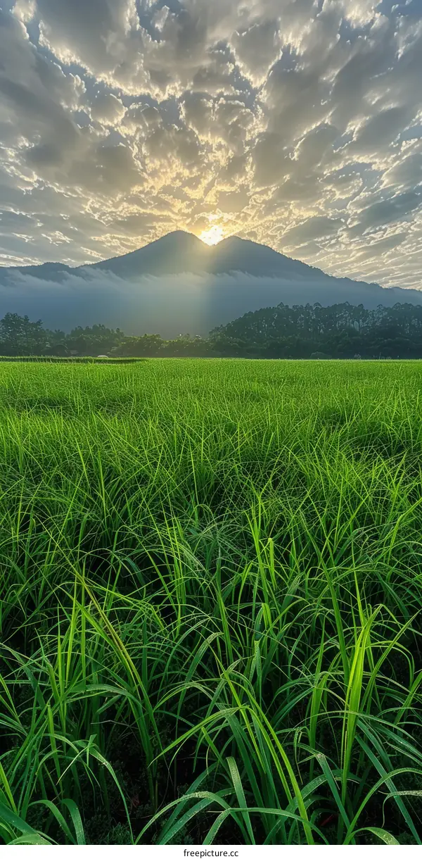 Green rice fields under the sunrise with mountain and forest in the background