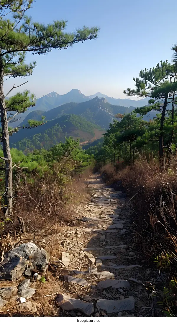 Mountain path through the forest