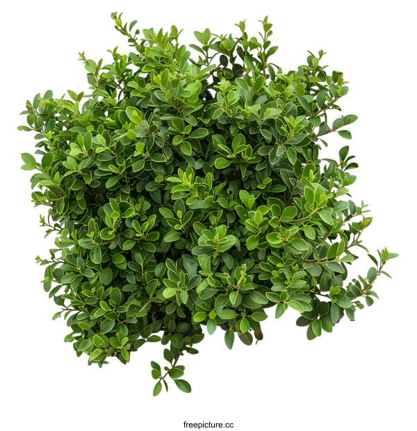 [Transparent Background PNG]Green Bush Top View Isolated on White Background