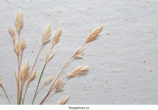 Dried Grasses on Light Beige Paper