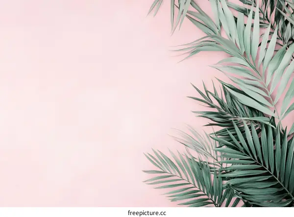 Pink Background With Tropical Palm Leaves