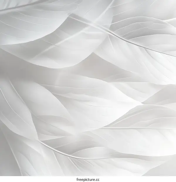 Abstract White Feather Texture Background
