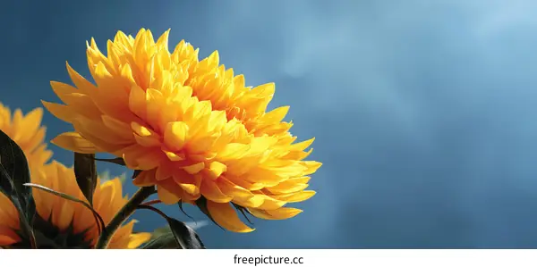 Beautiful Yellow Sunflower in the Blue Sky