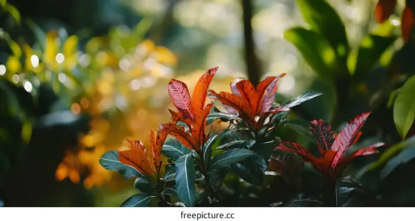 Close Up of Red and Green Leaves in a Tropical Garden