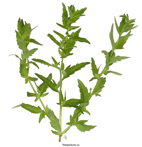 [Transparent Background PNG]Green Plant Leaves on White Background