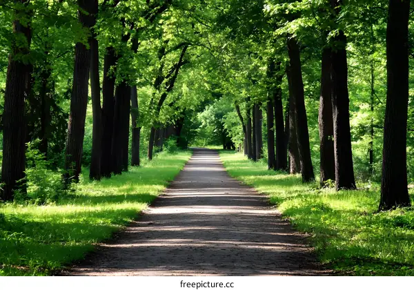 Green Tree Pathway Forest Nature