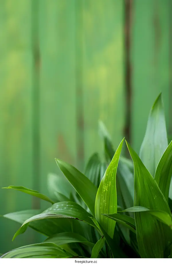 Green Leaves Against a Green Wooden Fence