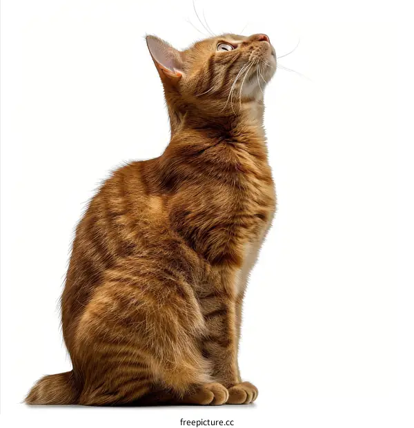 A ginger cat looking up