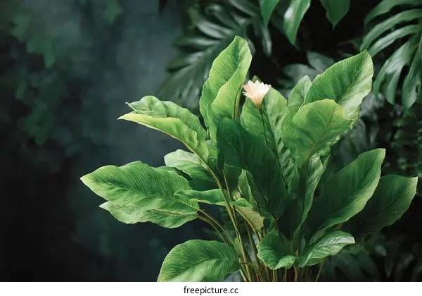 Tropical Plant Lush Detail Close-up