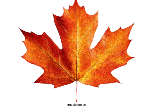 [Transparent Background PNG]Autumn Maple Leaf Detail Closeup