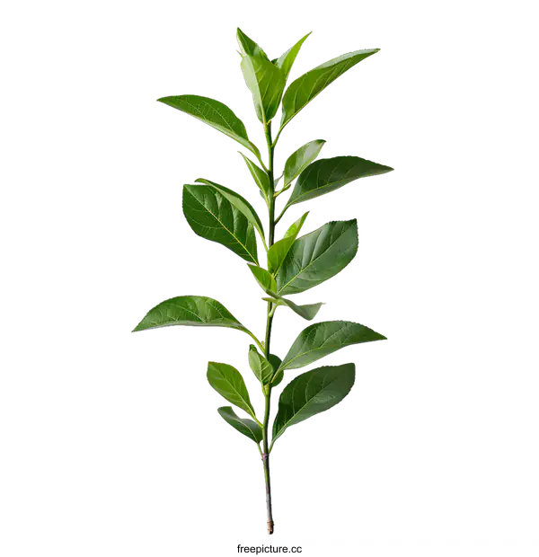 [Transparent Background PNG]Green Leaves on a Branch